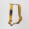 Arnes Amarillo