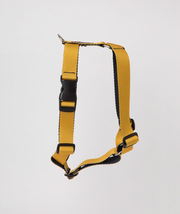 Arnes Amarillo