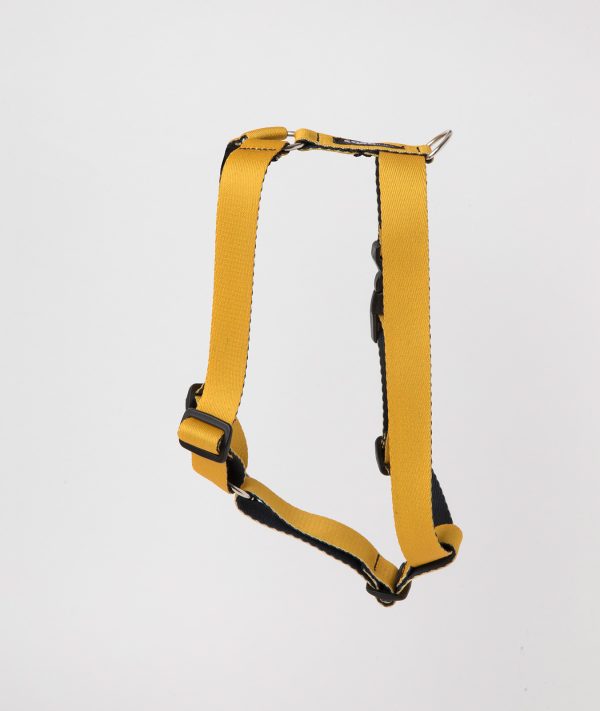 Arnes Amarillo