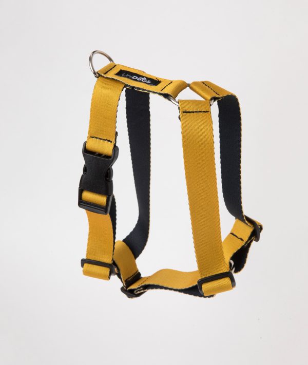 Arnes Amarillo